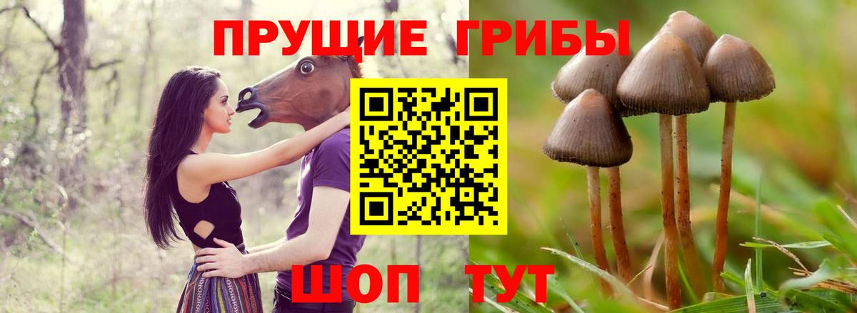 Галлюциногенные грибы прущие грибы Саянск